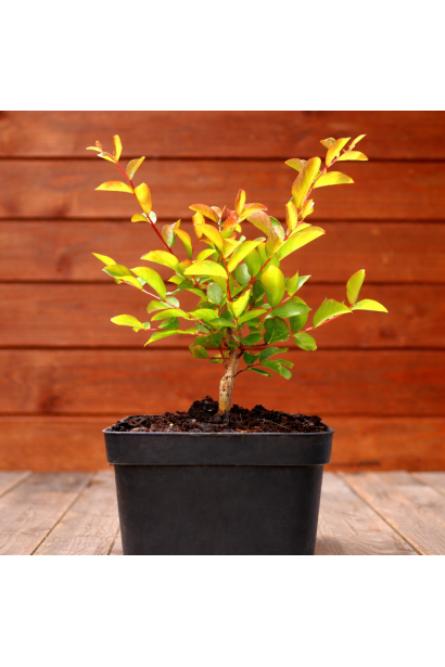 Petite Orchid саджанець